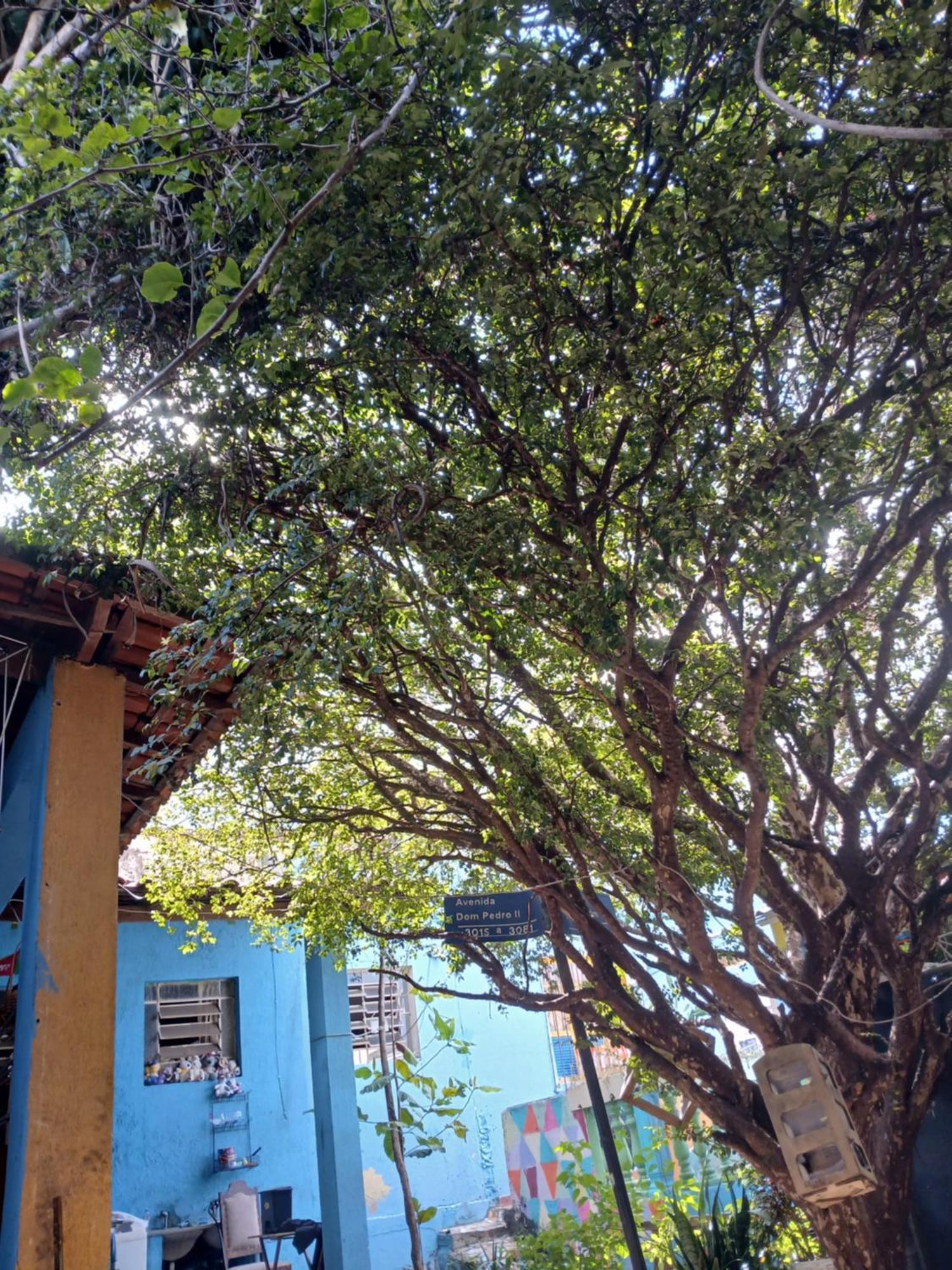 Hostel Jabuticaba Belo Horizonte Exteriör bild
